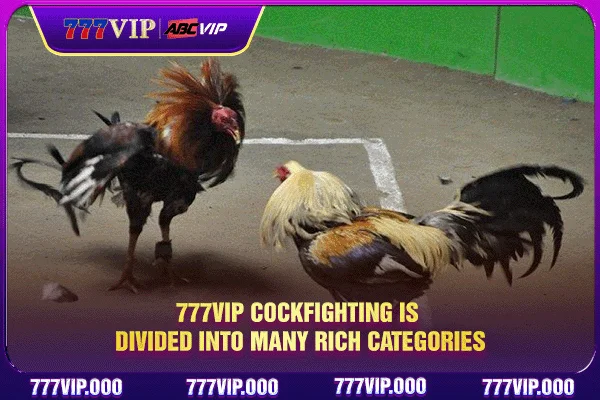 777VIP cockfighting is divided into many rich categories