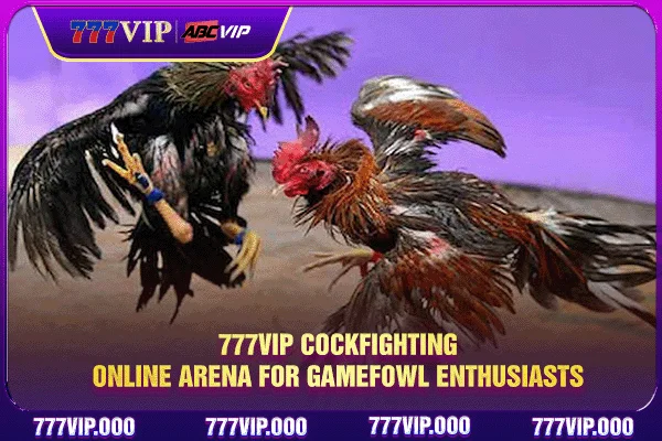 777VIP Cockfighting - Online Arena For Gamefowl Enthusiasts