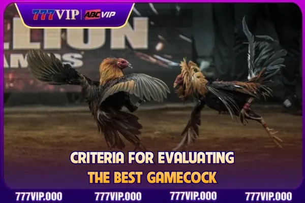 Criteria for evaluating the best gamecock
