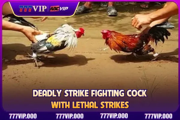 A warrior rooster with lethal strikes