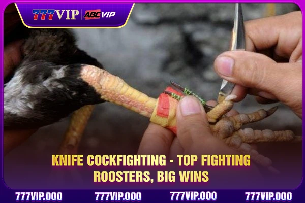 Knife Cockfighting - Top Fighting Roosters, Big Wins