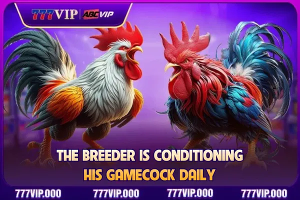 The breeder is conditioning his gamecock daily
