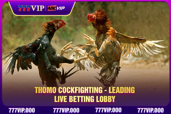 Thomo Cockfighting - Leading Live Betting Lobby
